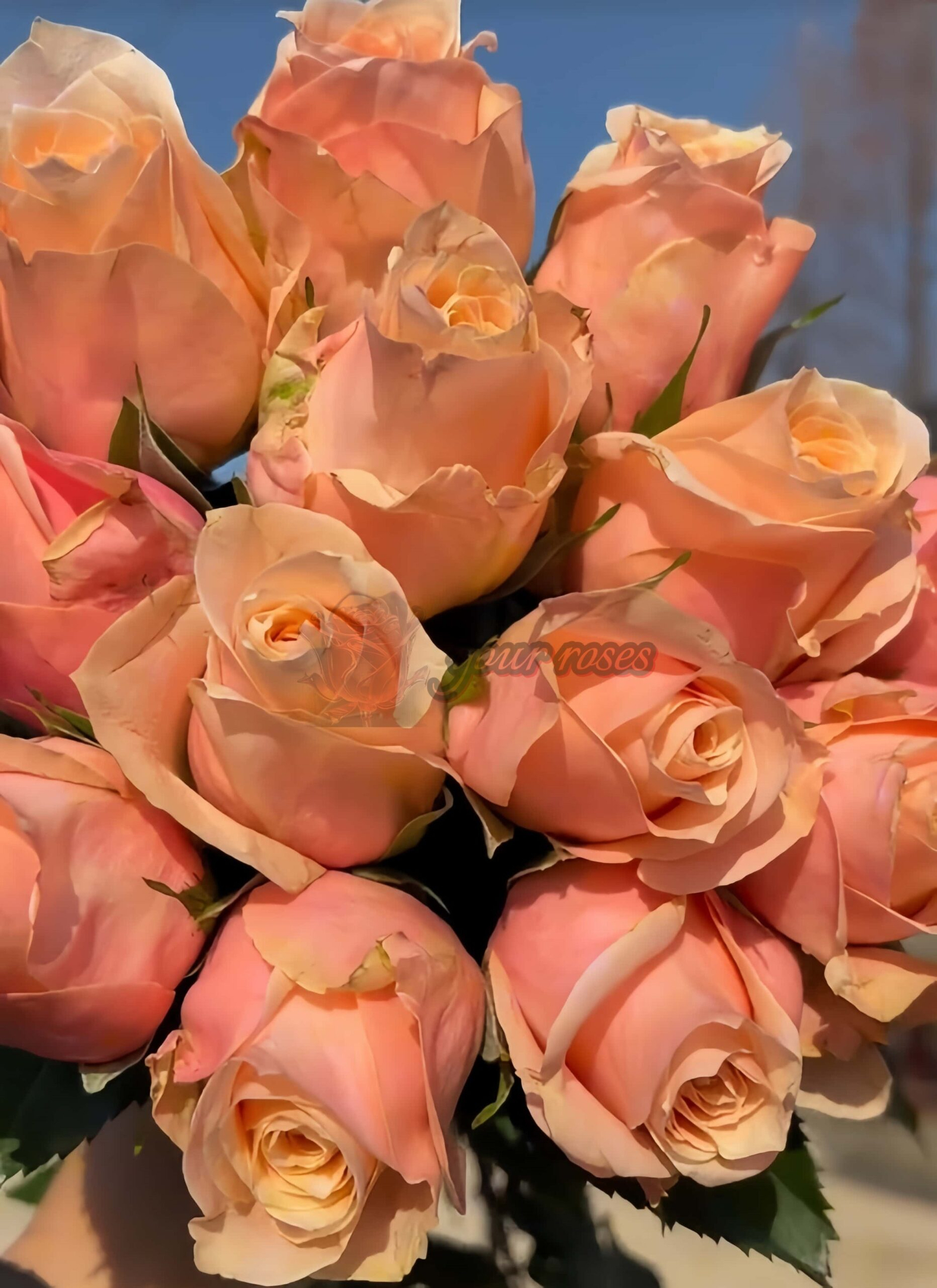 Pretty Pillow Rose for sale丨Your roses