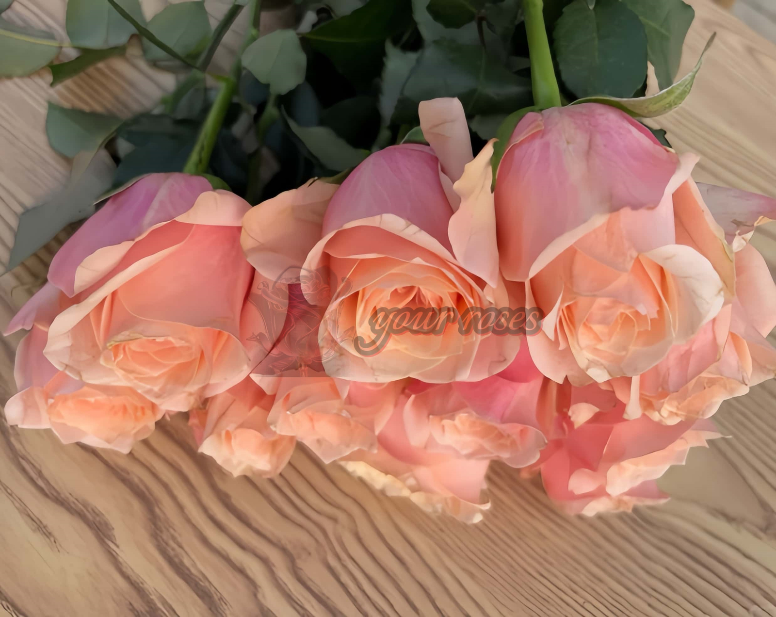 Pretty Pillow Rose plant丨Your roses