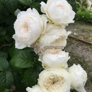 Primrose Rose for sale丨Your roses