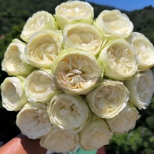 Pure Blond Rose丨Your roses