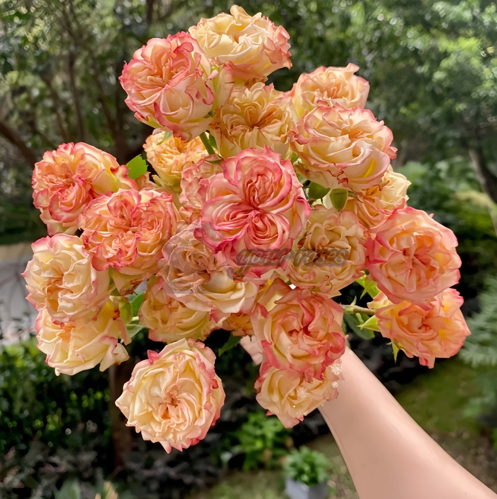 Show Flow Rose丨Your roses