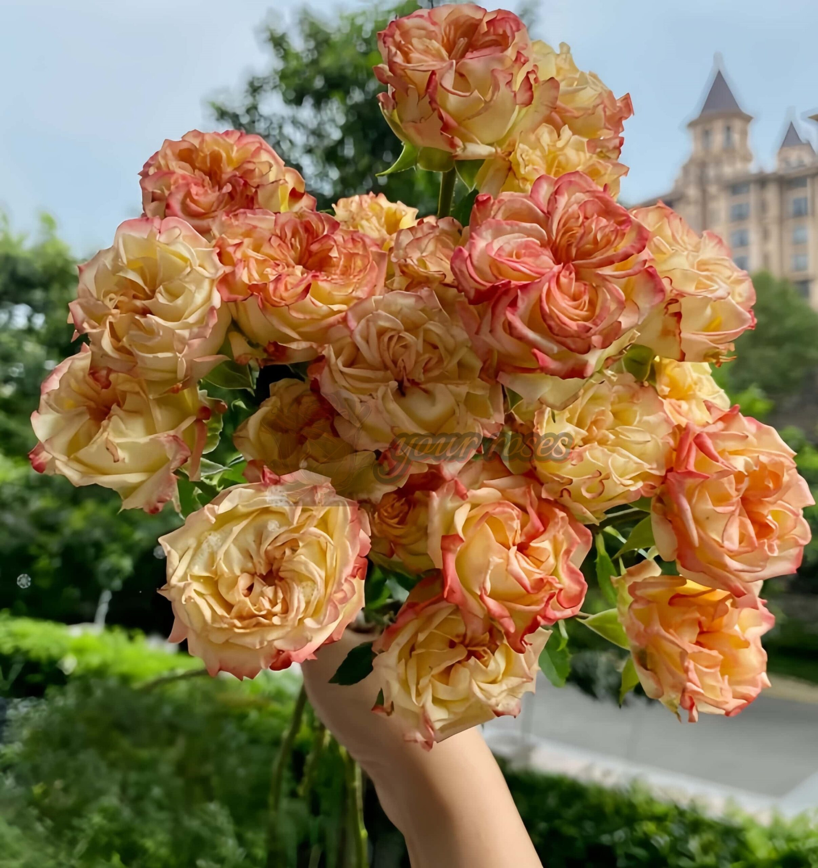 Show Flow Rose丨Your roses