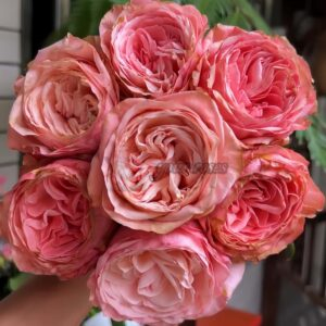 Sisley Rose丨Your roses
