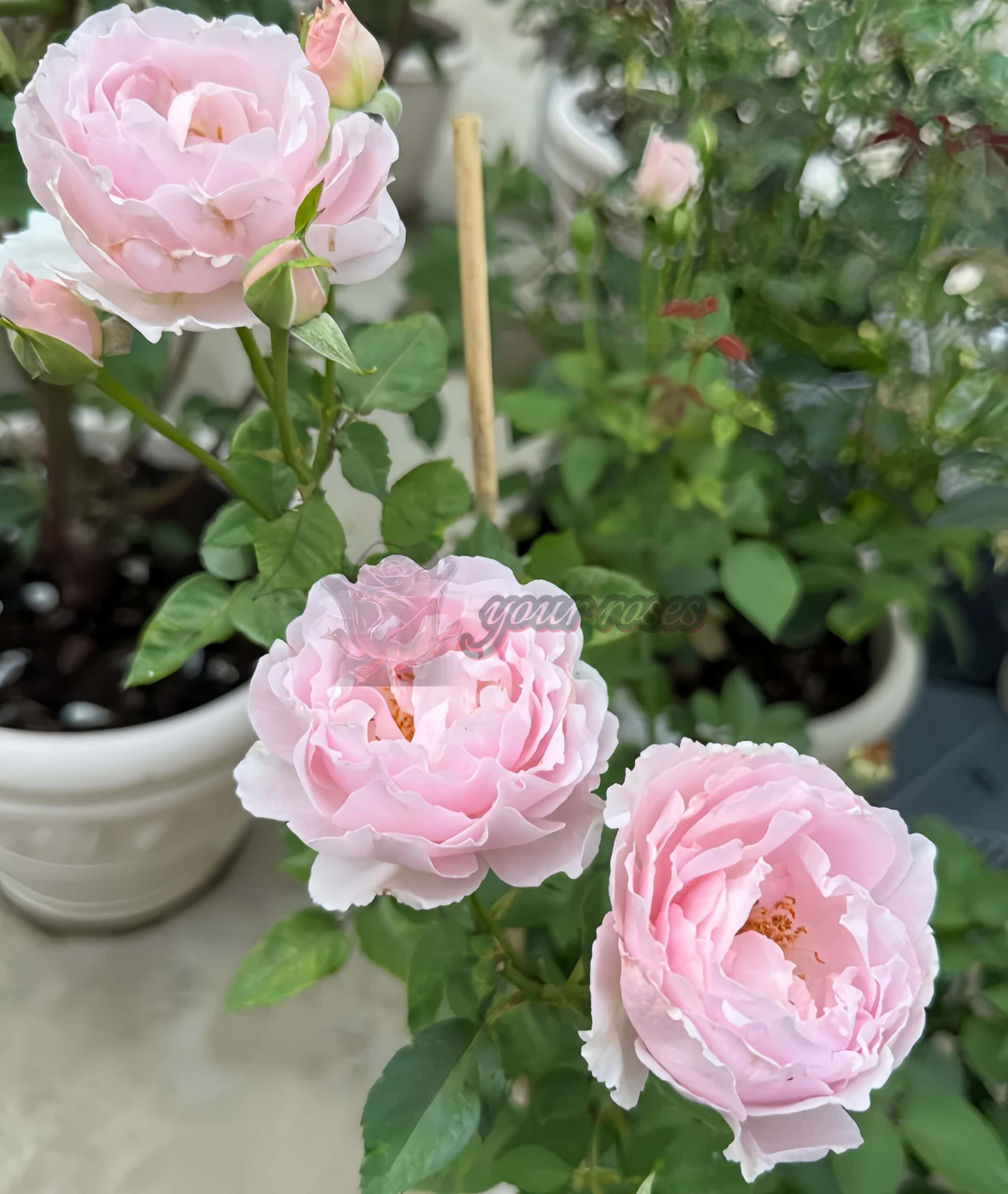 Spring Surge Rose丨Your roses