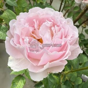 Spring Surge Rose for sale丨Your roses