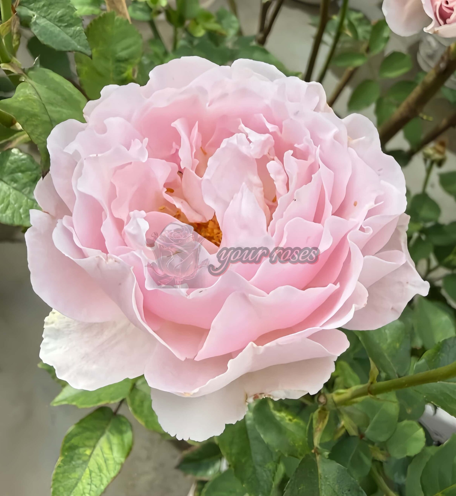 Spring Surge Rose for sale丨Your roses