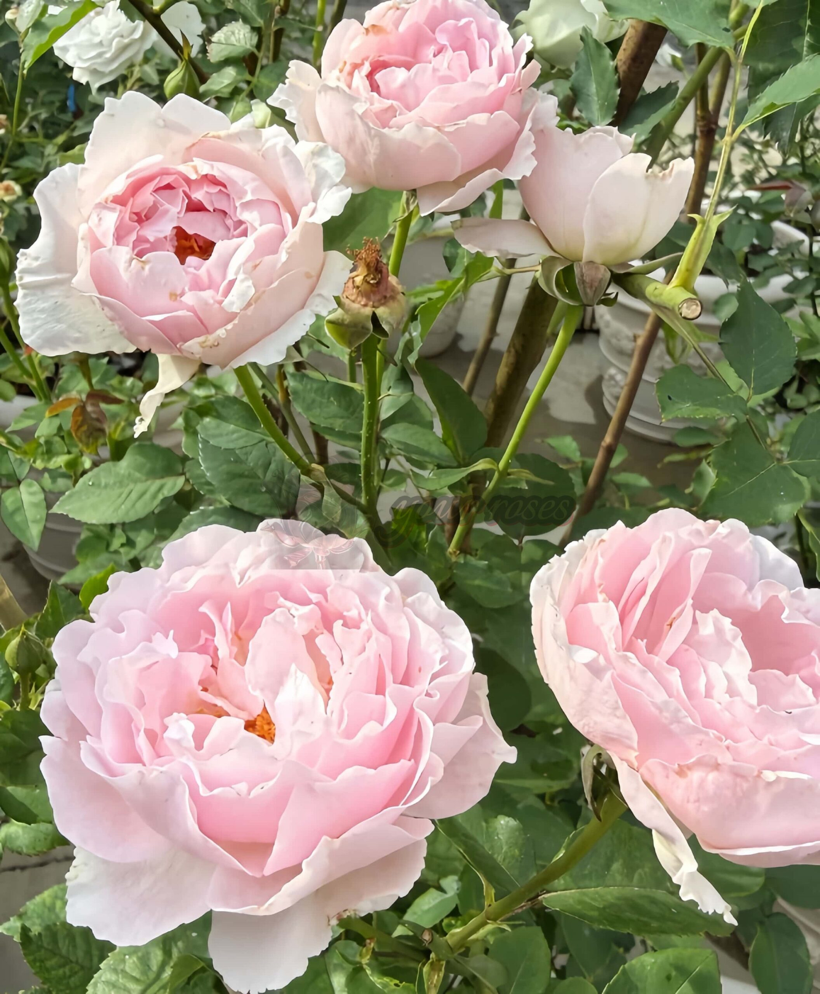 Spring Surge Rose丨Your roses