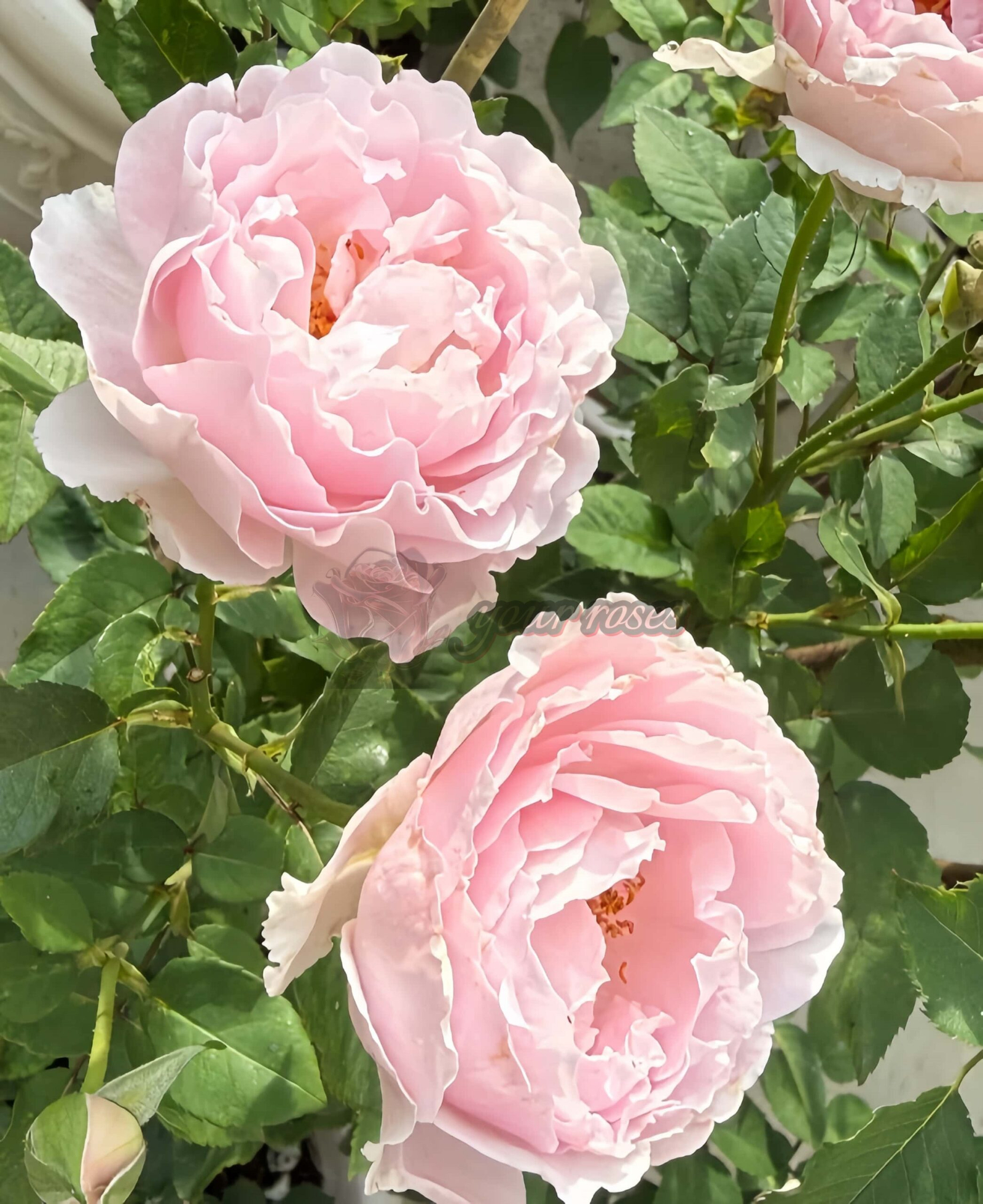 Spring Surge Rose plant丨Your roses