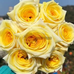 SunnyDays Rose丨Your roses