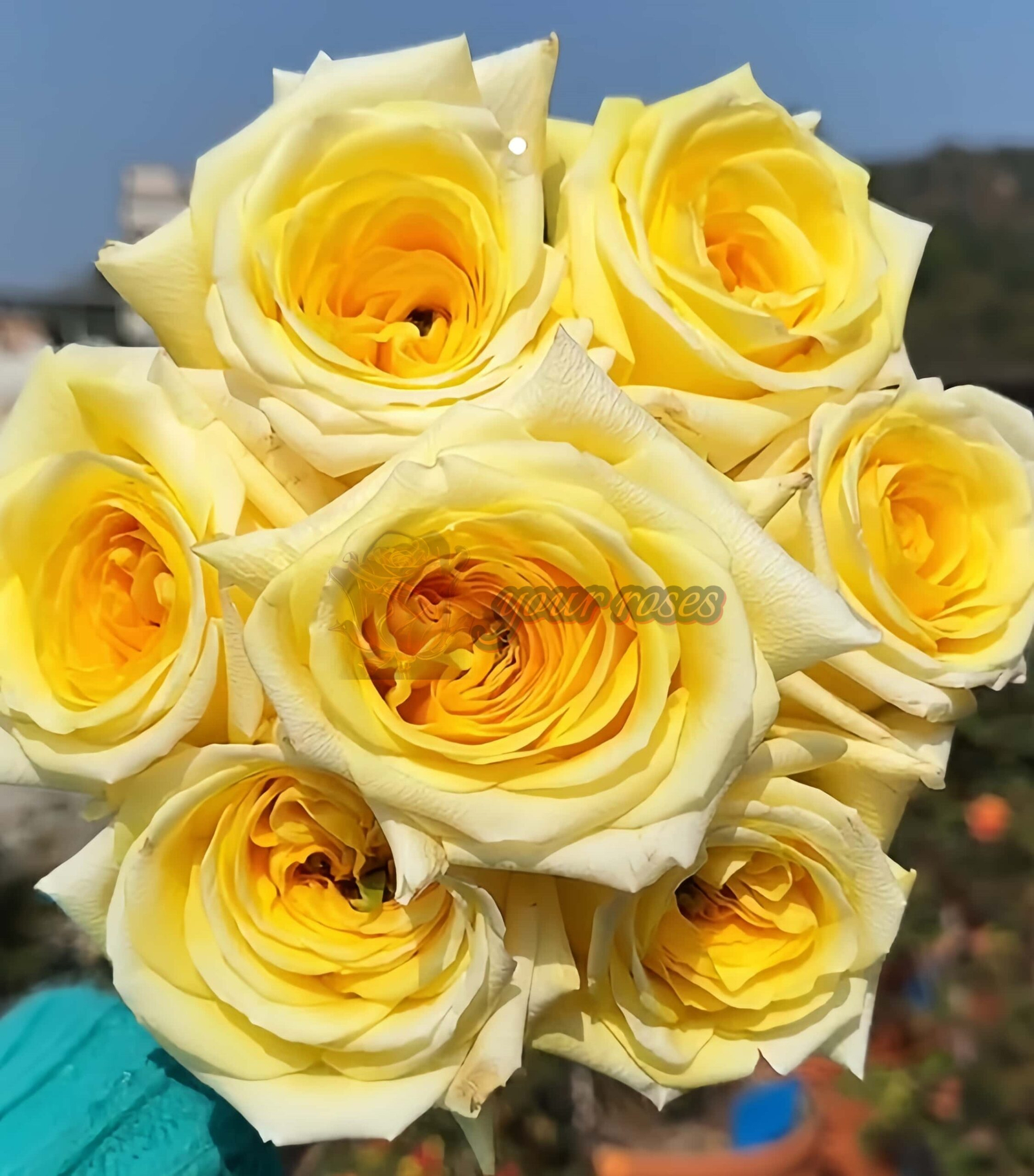 SunnyDays Rose丨Your roses