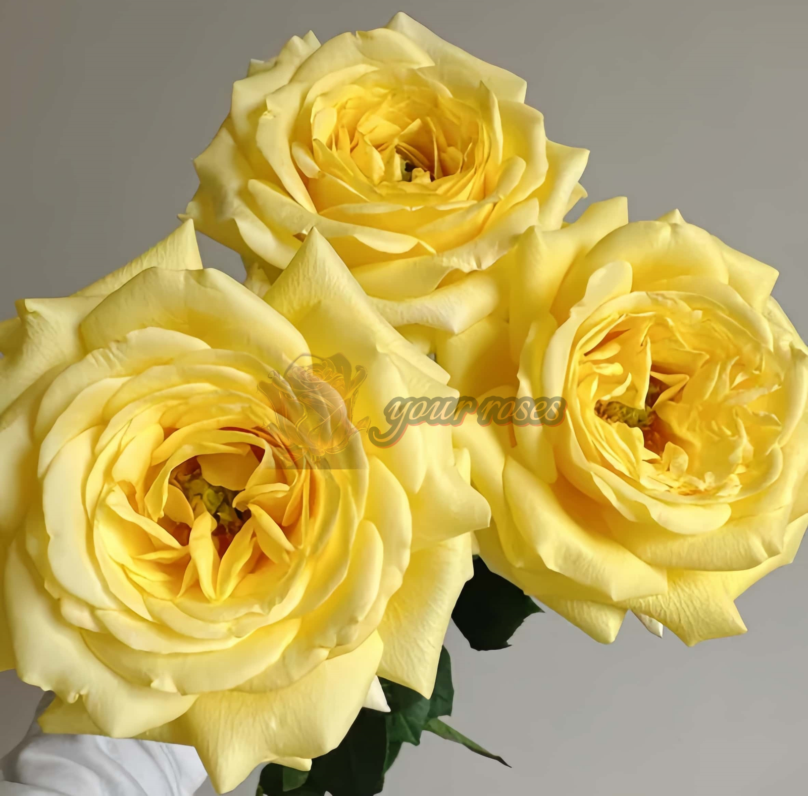 SunnyDays Rose for sale丨Your roses