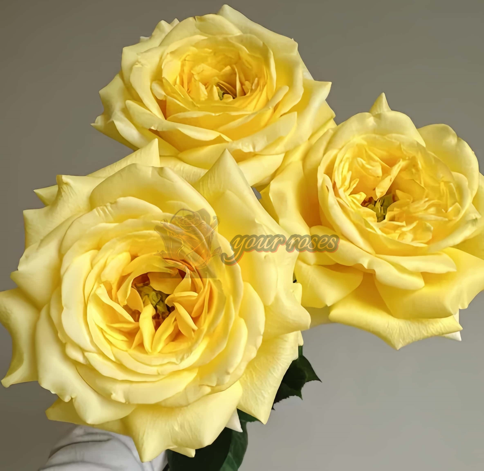 SunnyDays Rose丨Your roses