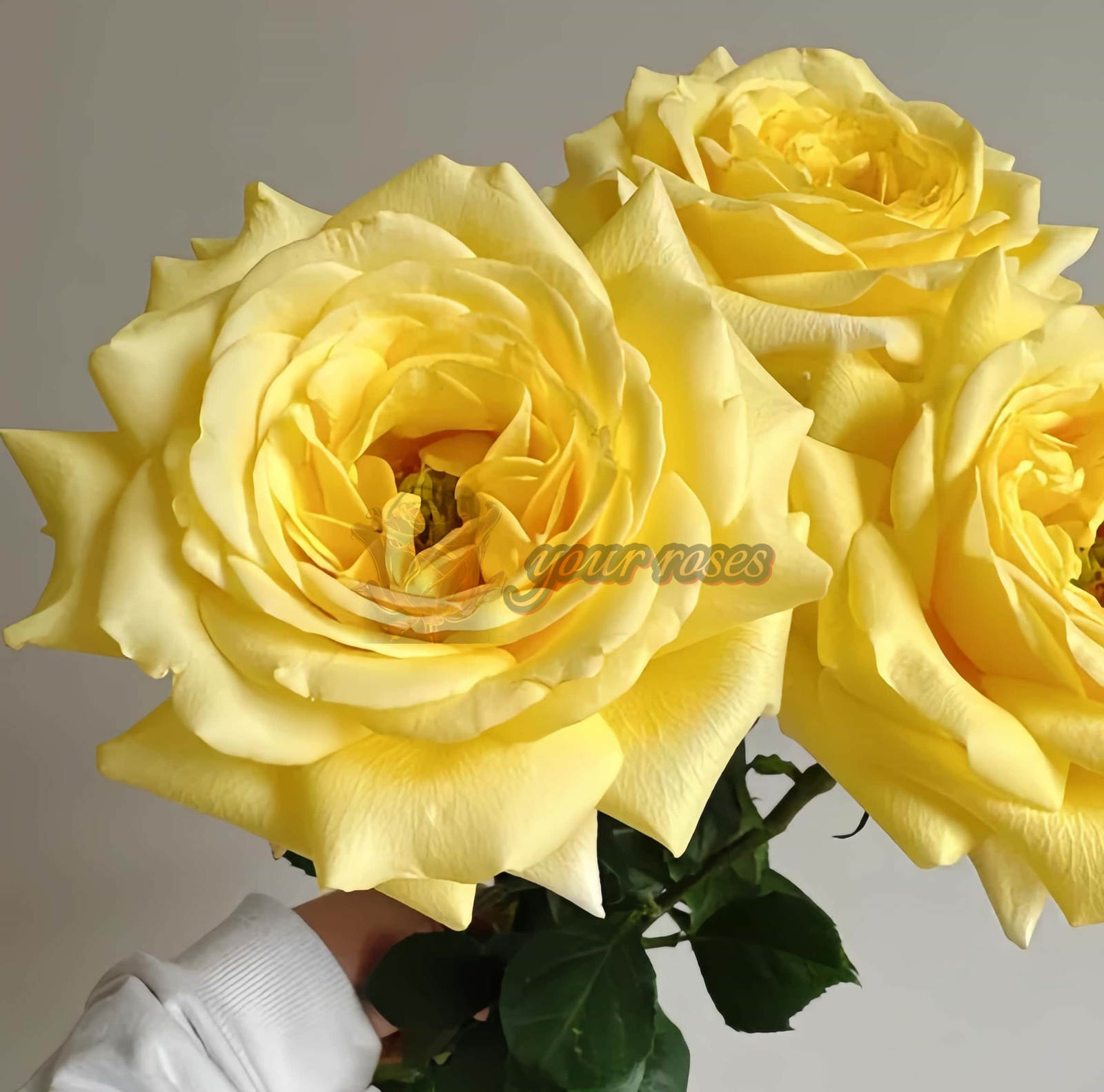SunnyDays Rose plant丨Your roses