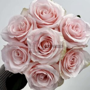 Sweet Beat Rose丨Your roses