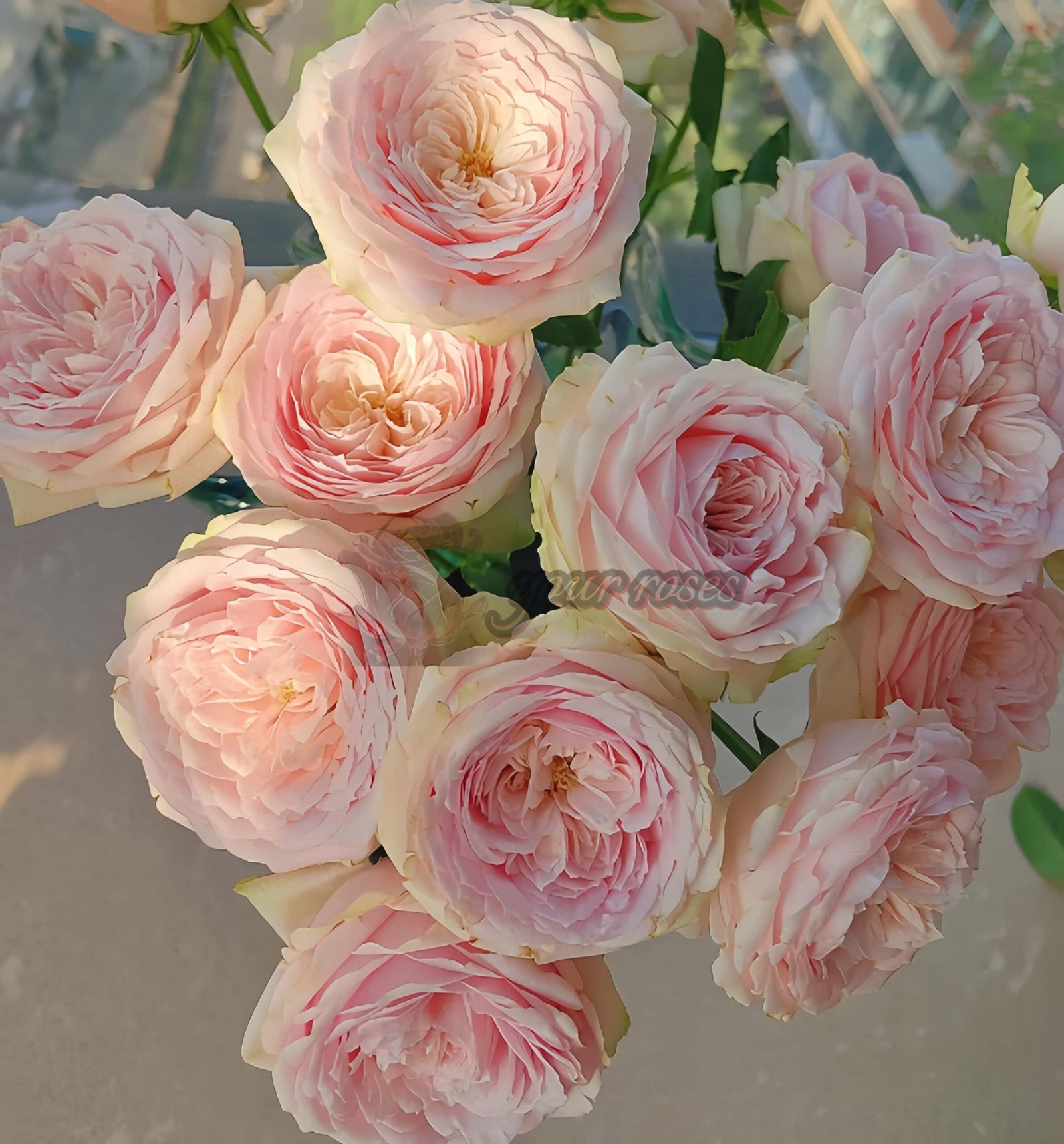 Taoye Nailang Rose丨Your roses