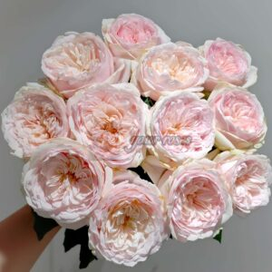 Taoye Nailang Rose plant丨Your roses