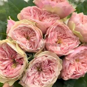 Tender Love Rose for sale丨Your roses
