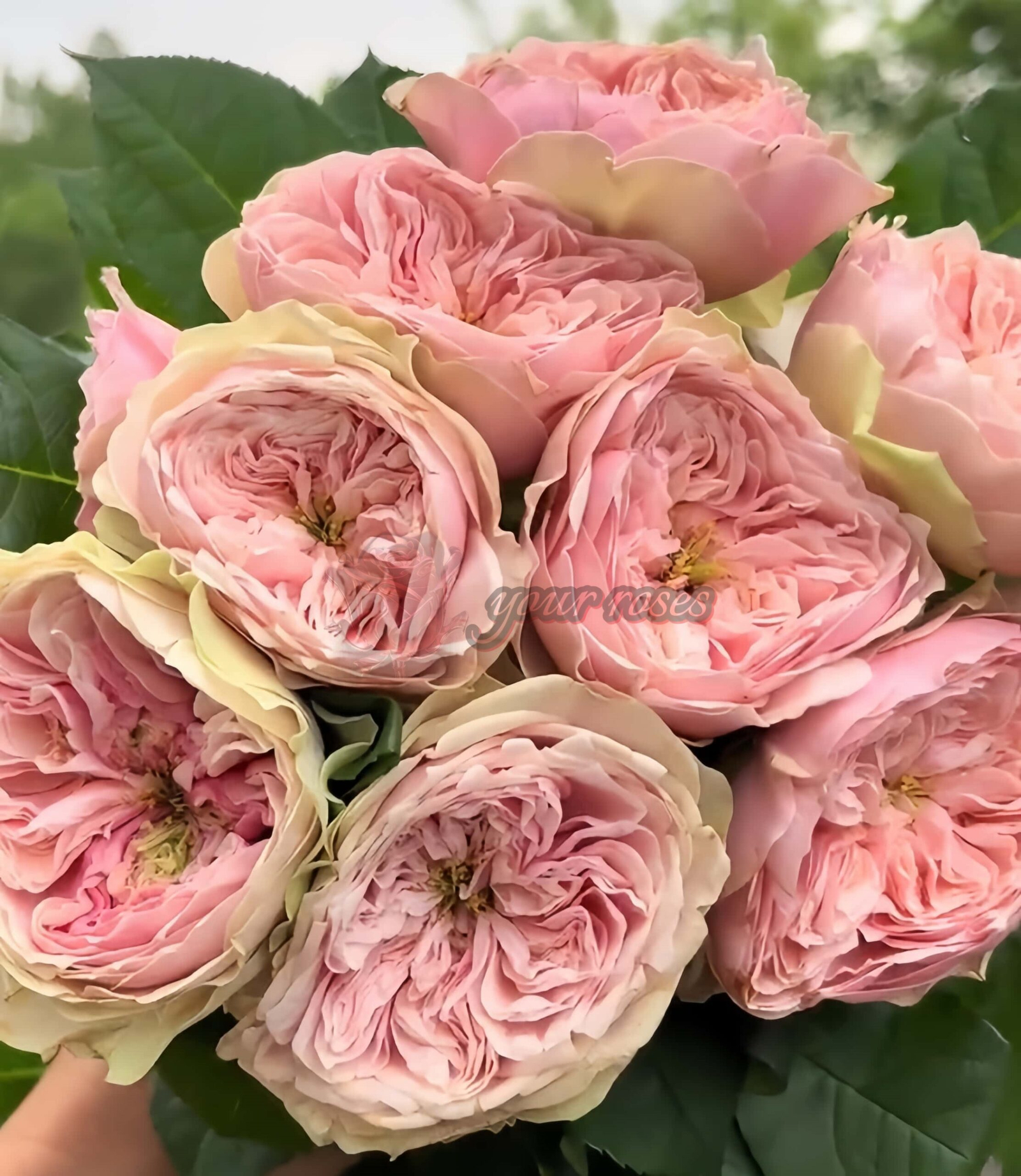 Tender Love Rose for sale丨Your roses