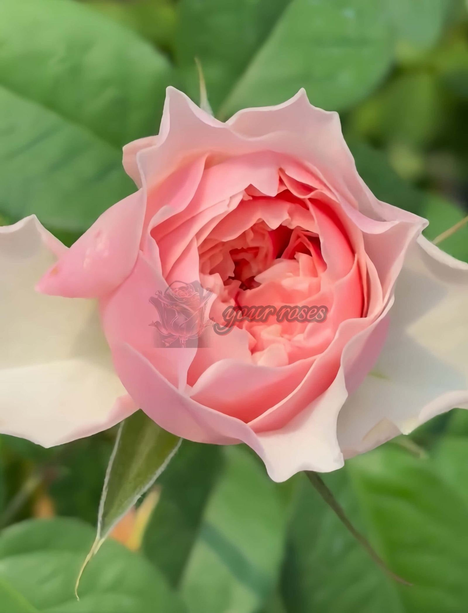 Tender Love Rose丨Your roses