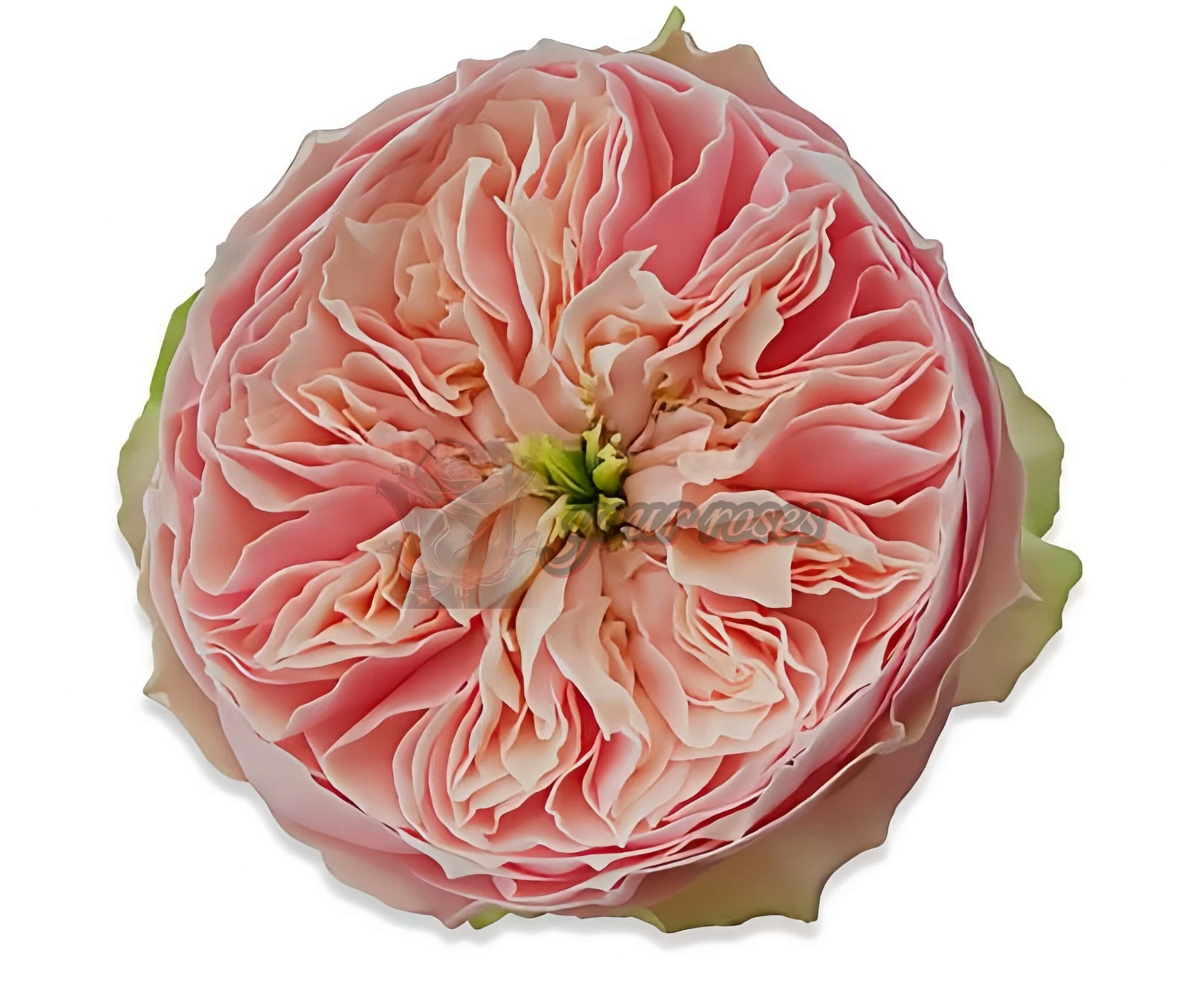 Tender Love Rose plant丨Your roses