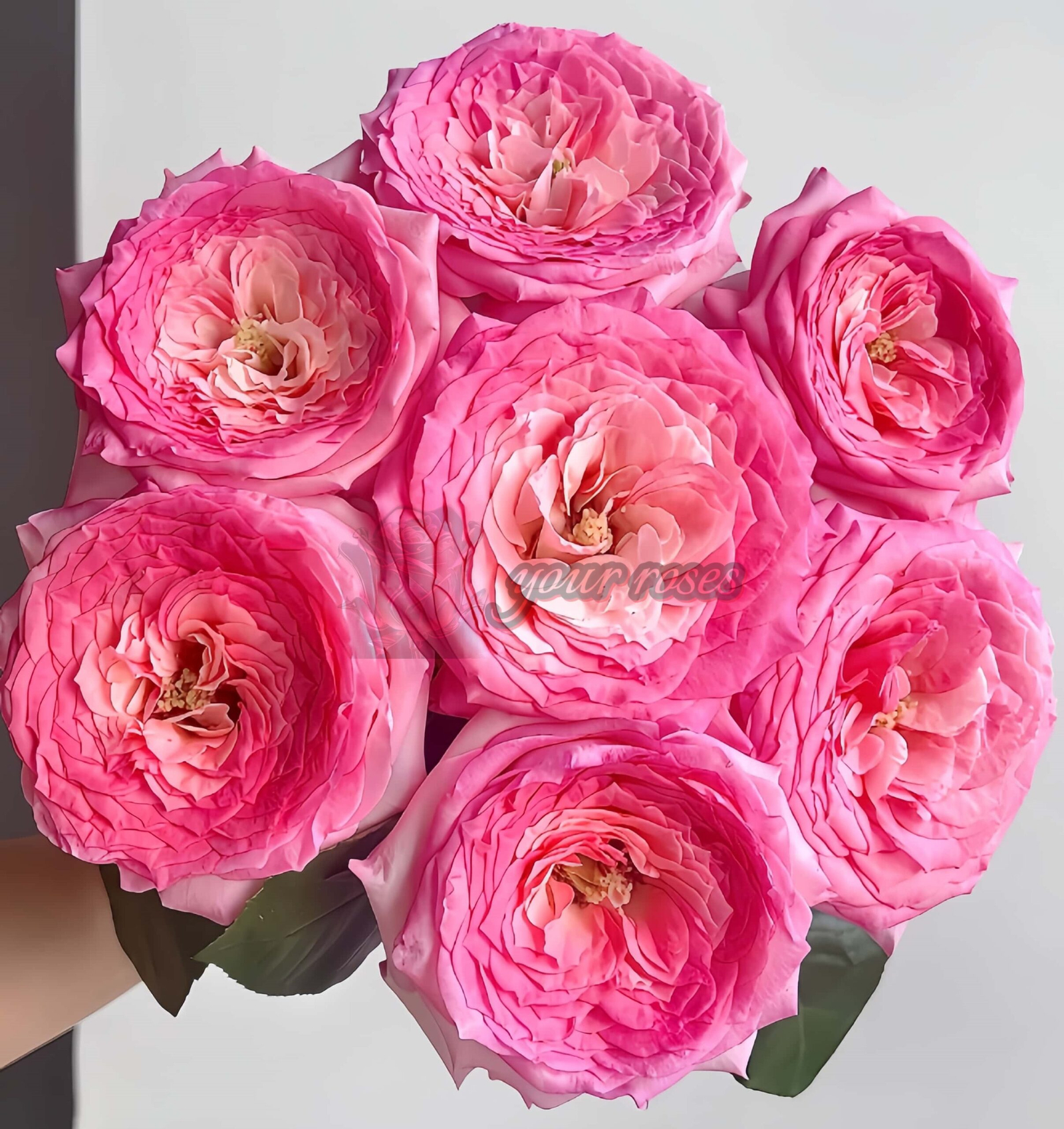 Test Pink Rose丨Your roses