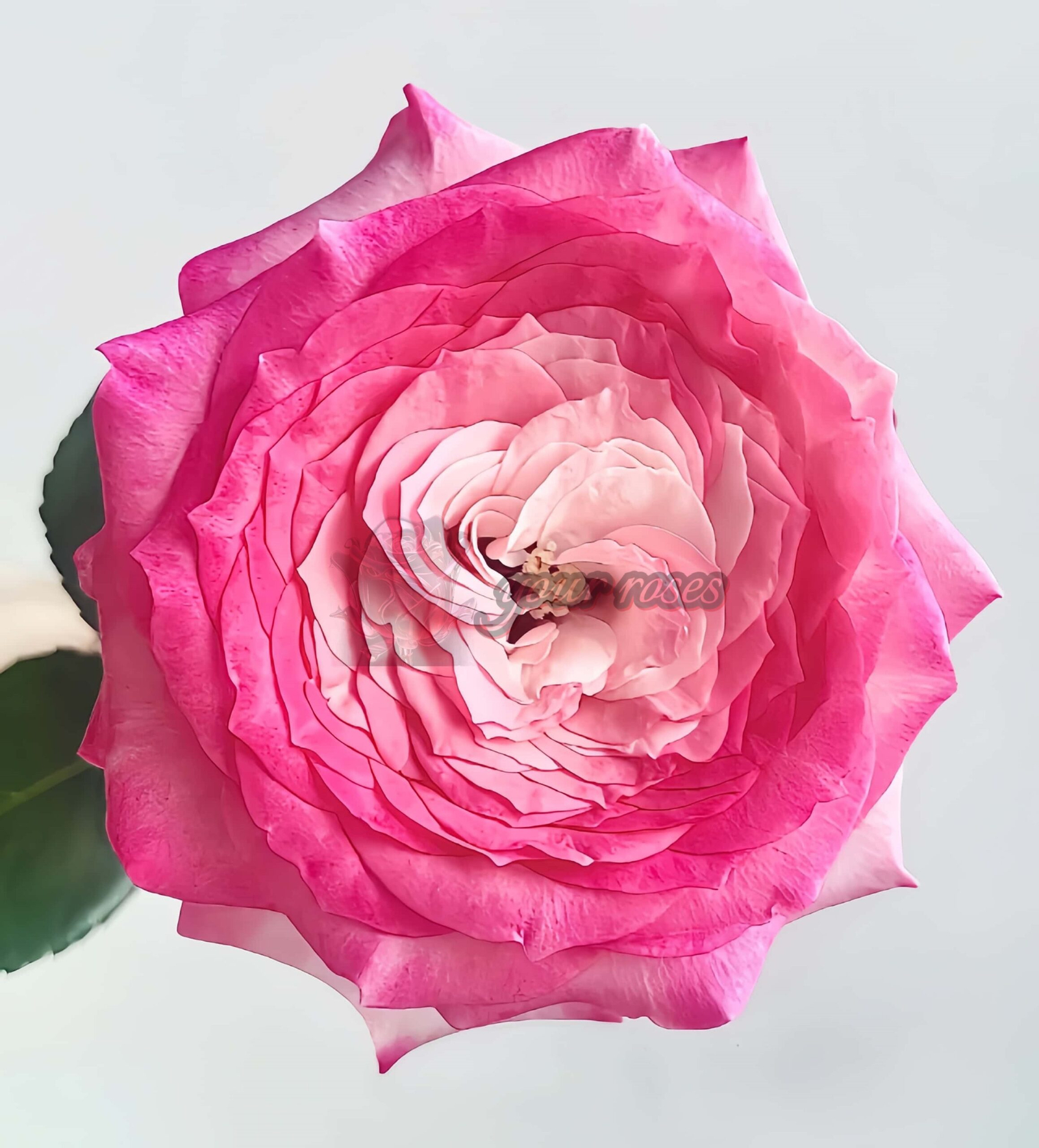 Test Pink Rose for sale丨Your roses