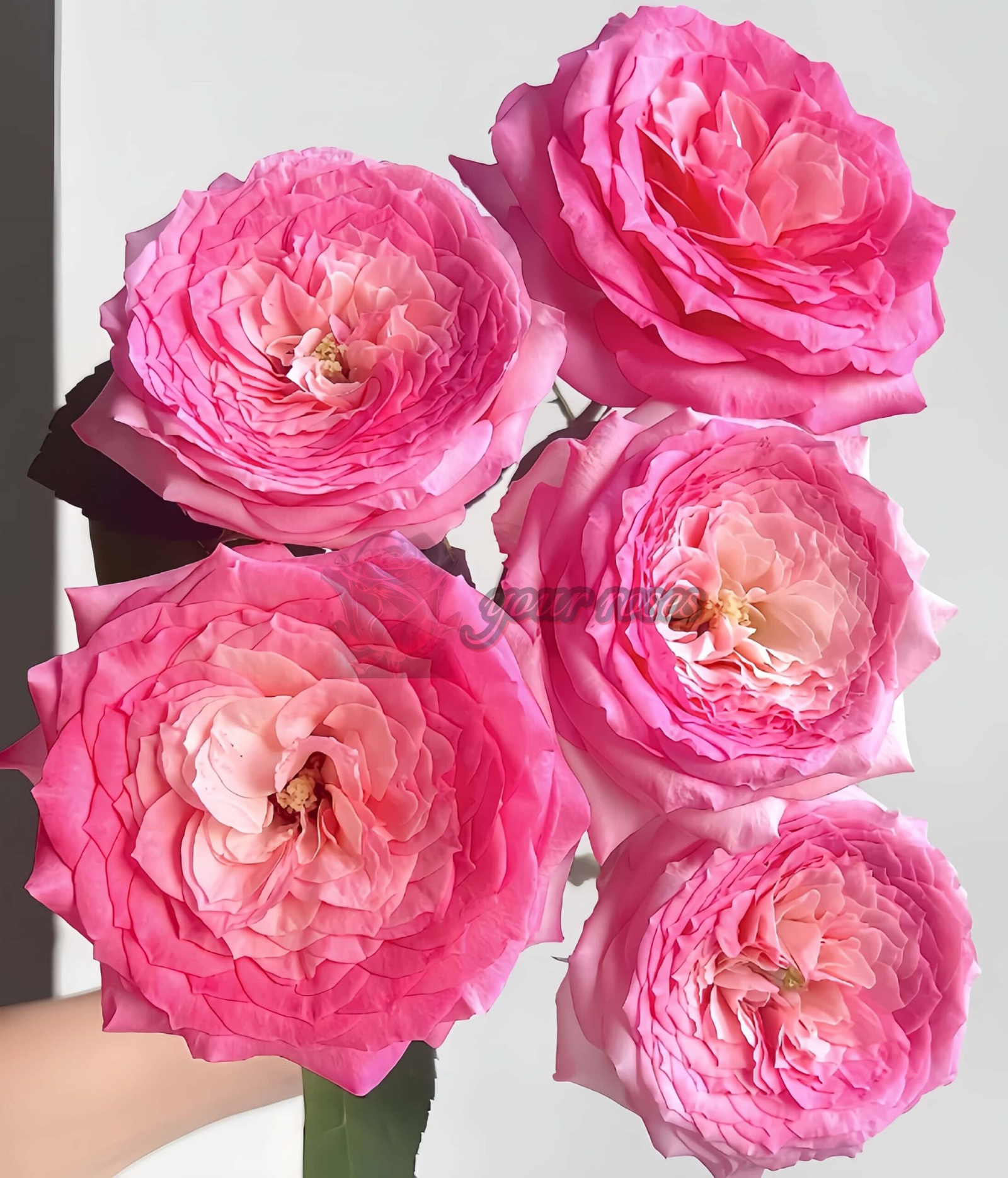 Test Pink Rose丨Your roses