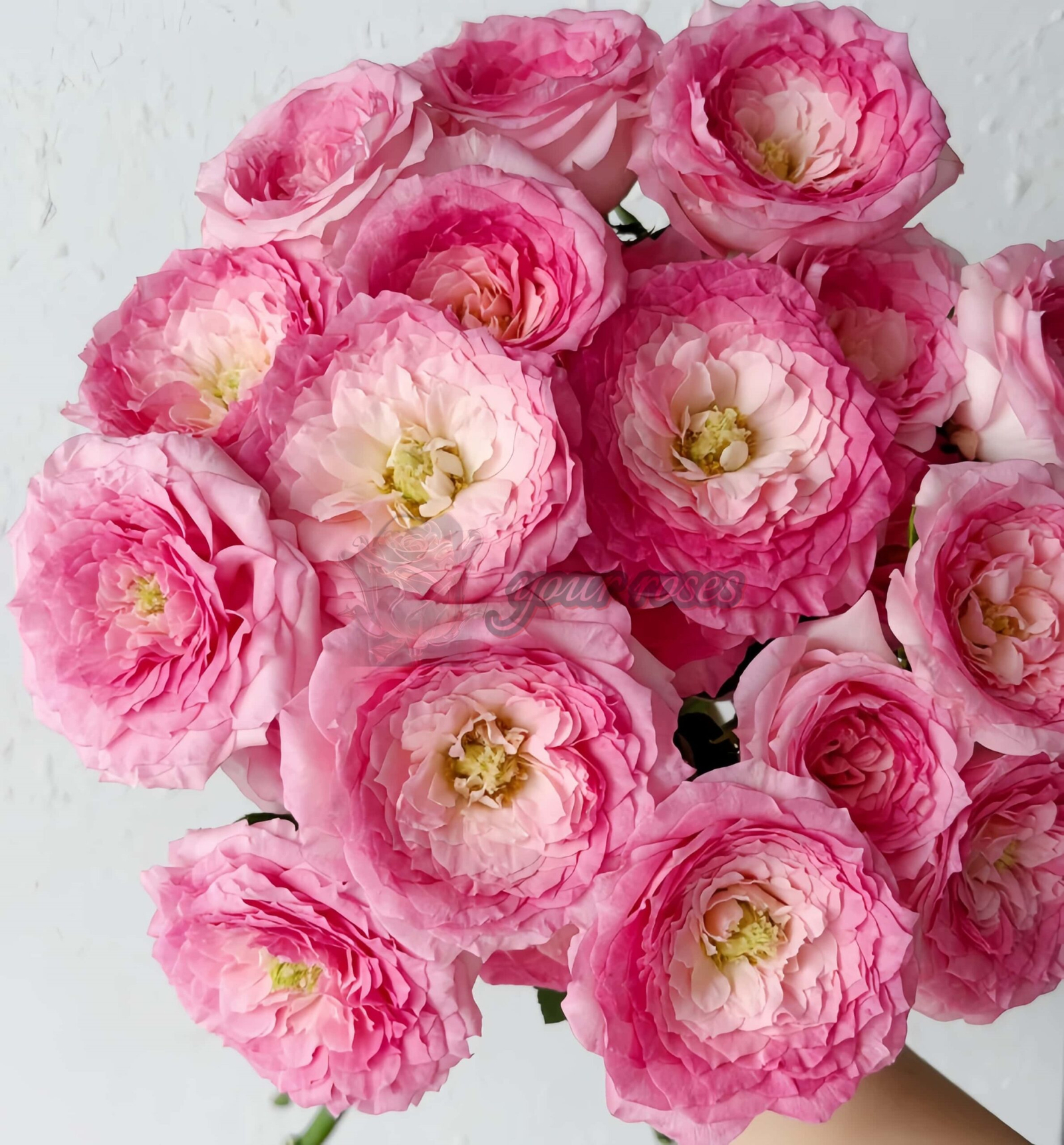 Test Pink Rose plant丨Your roses