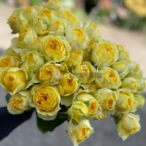 The Golden Bride Rose丨Your roses