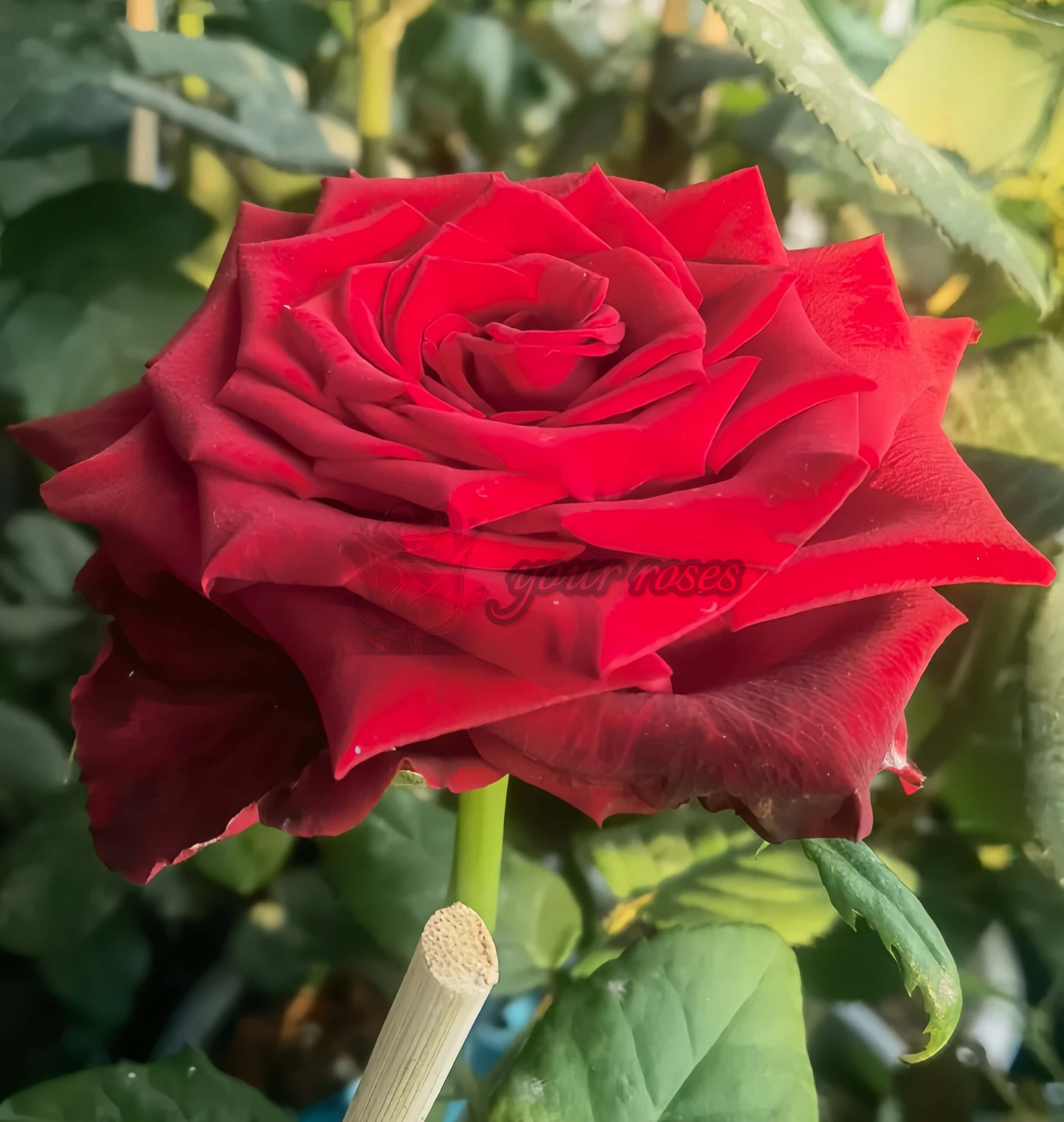 Upper Class Rose丨Your roses