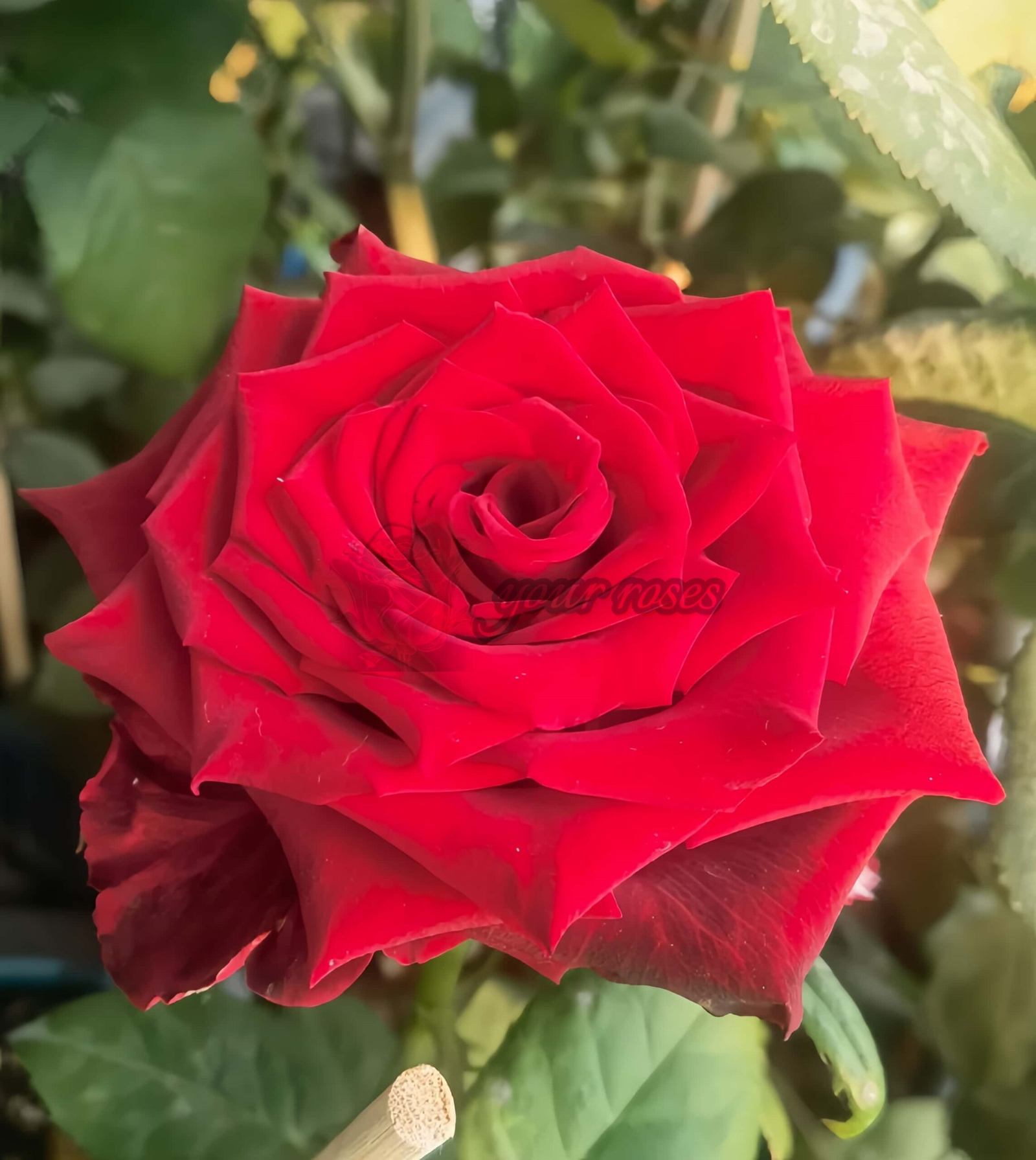 Upper Class Rose for sale丨Your roses