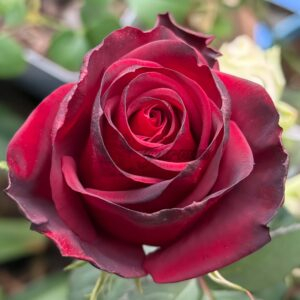 Upper Class Rose plant丨Your roses
