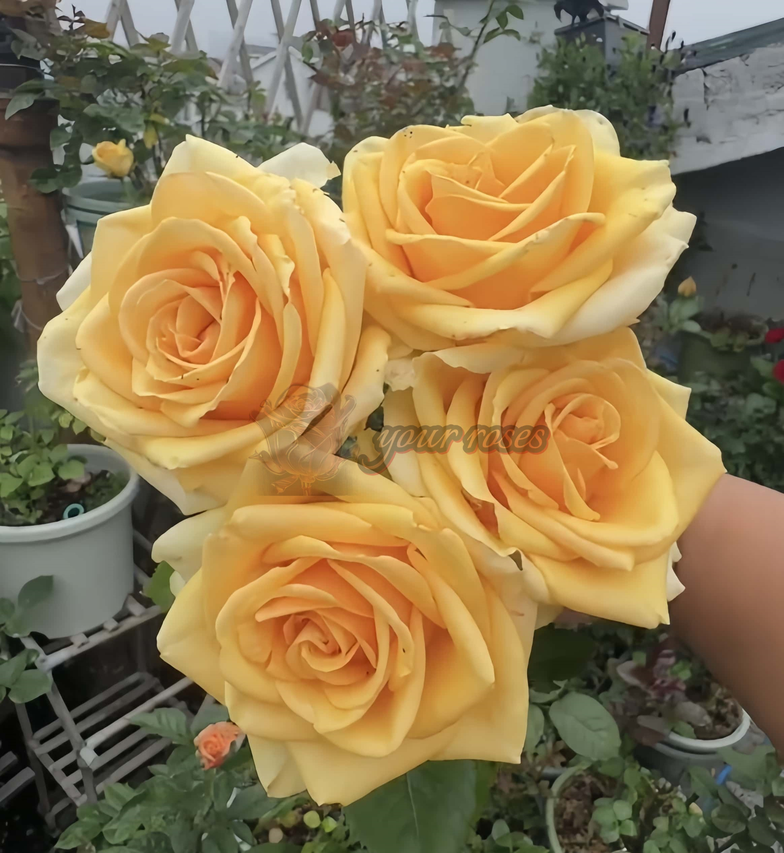 Vertigo Rose丨Your roses