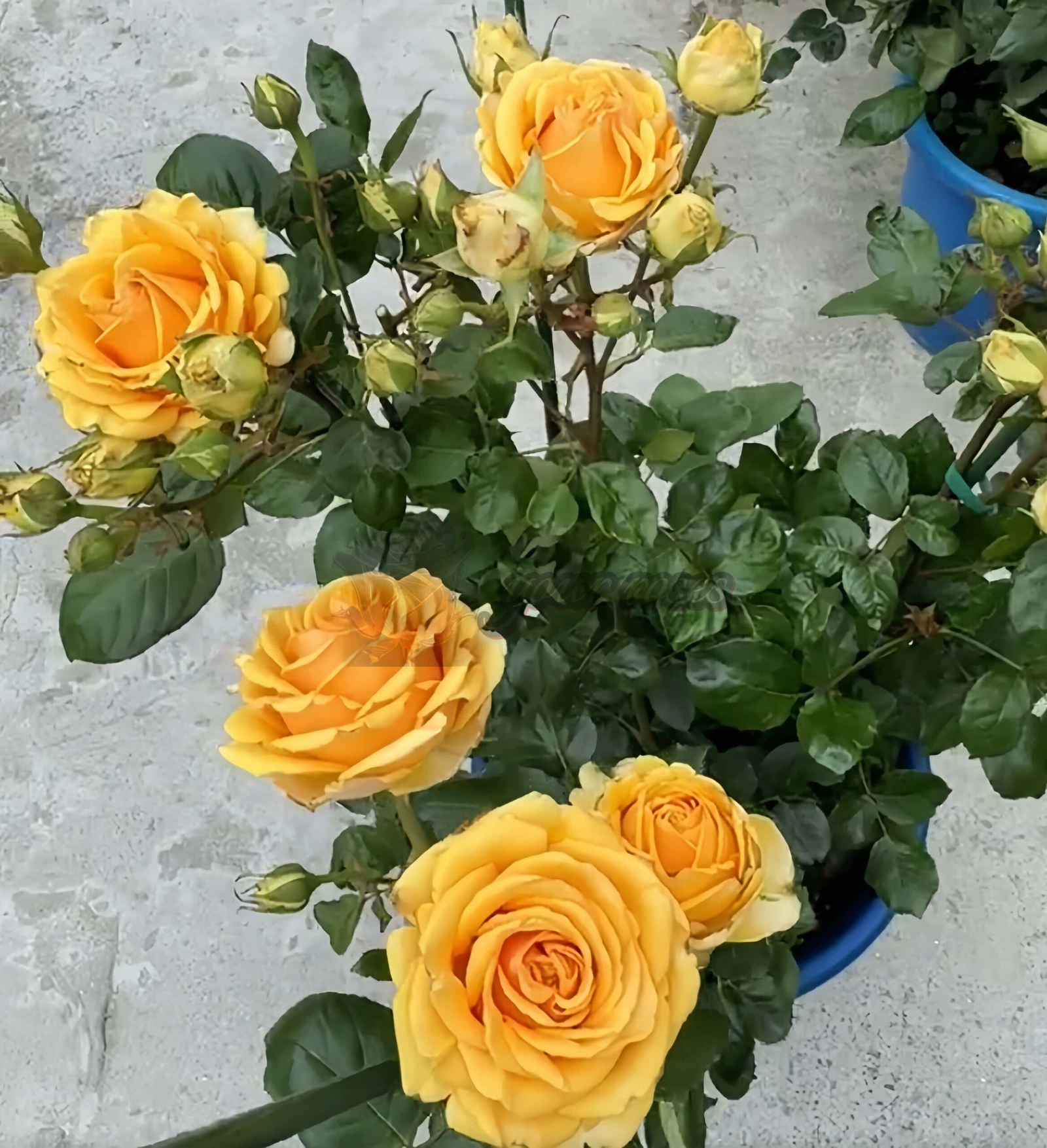 Vertigo Rose for sale丨Your roses