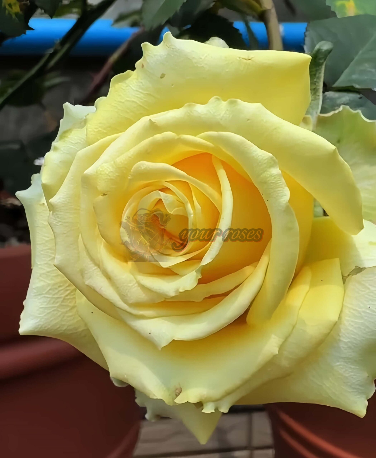 Vertigo Rose丨Your roses