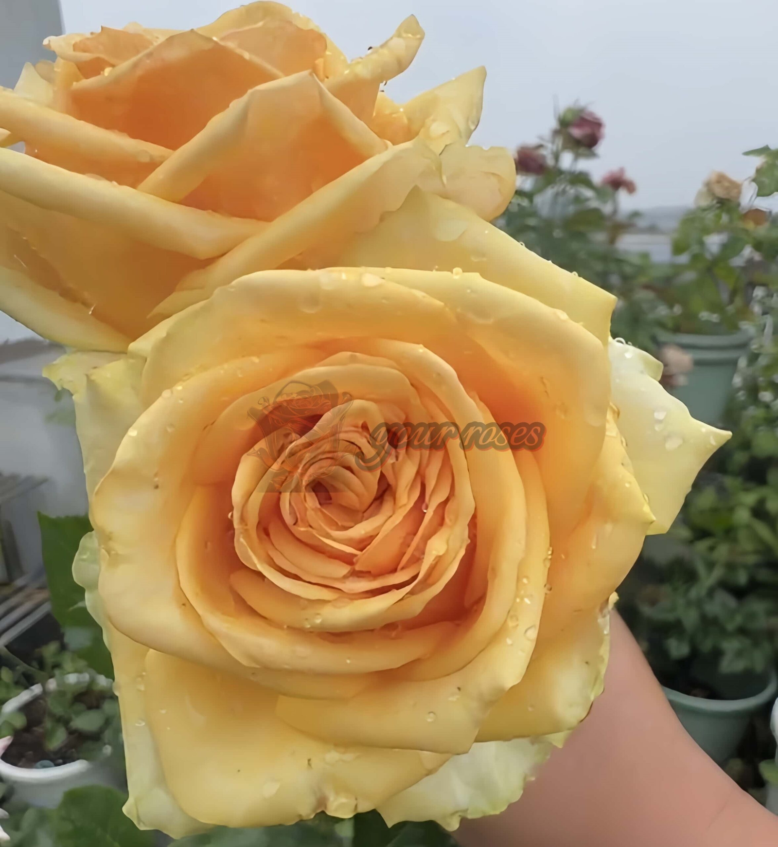 Vertigo Rose plant丨Your roses