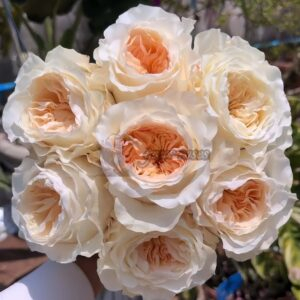 Vicky Garden Rose丨Your roses