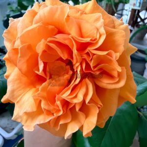 Yanjin Rose丨Your roses