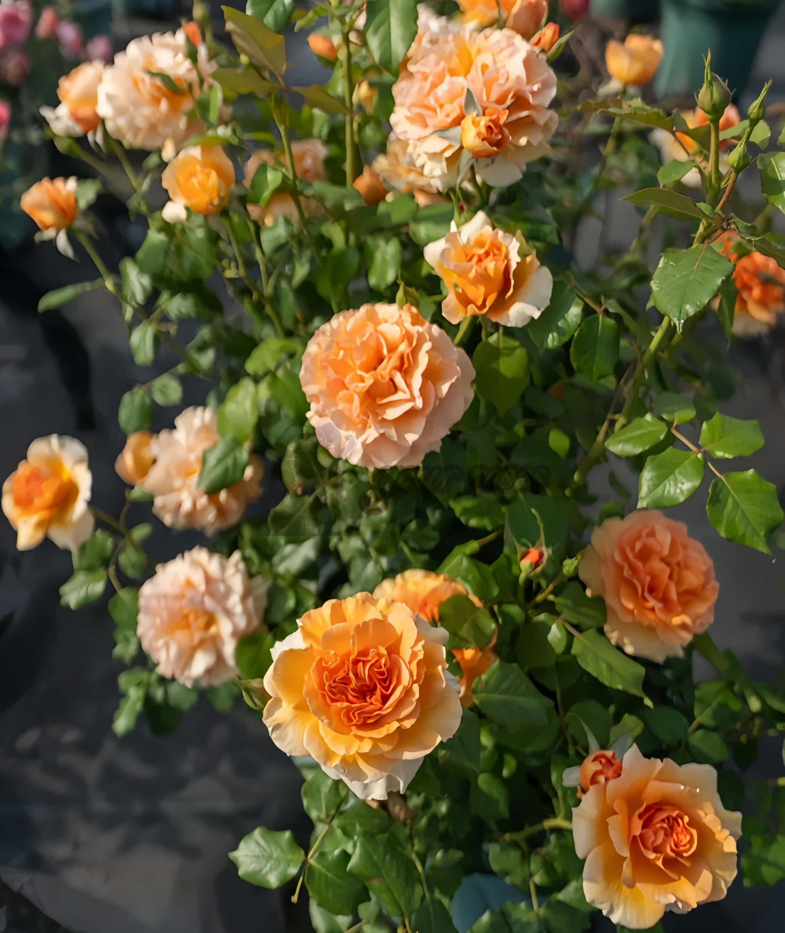 Yanjin Rose丨Your roses