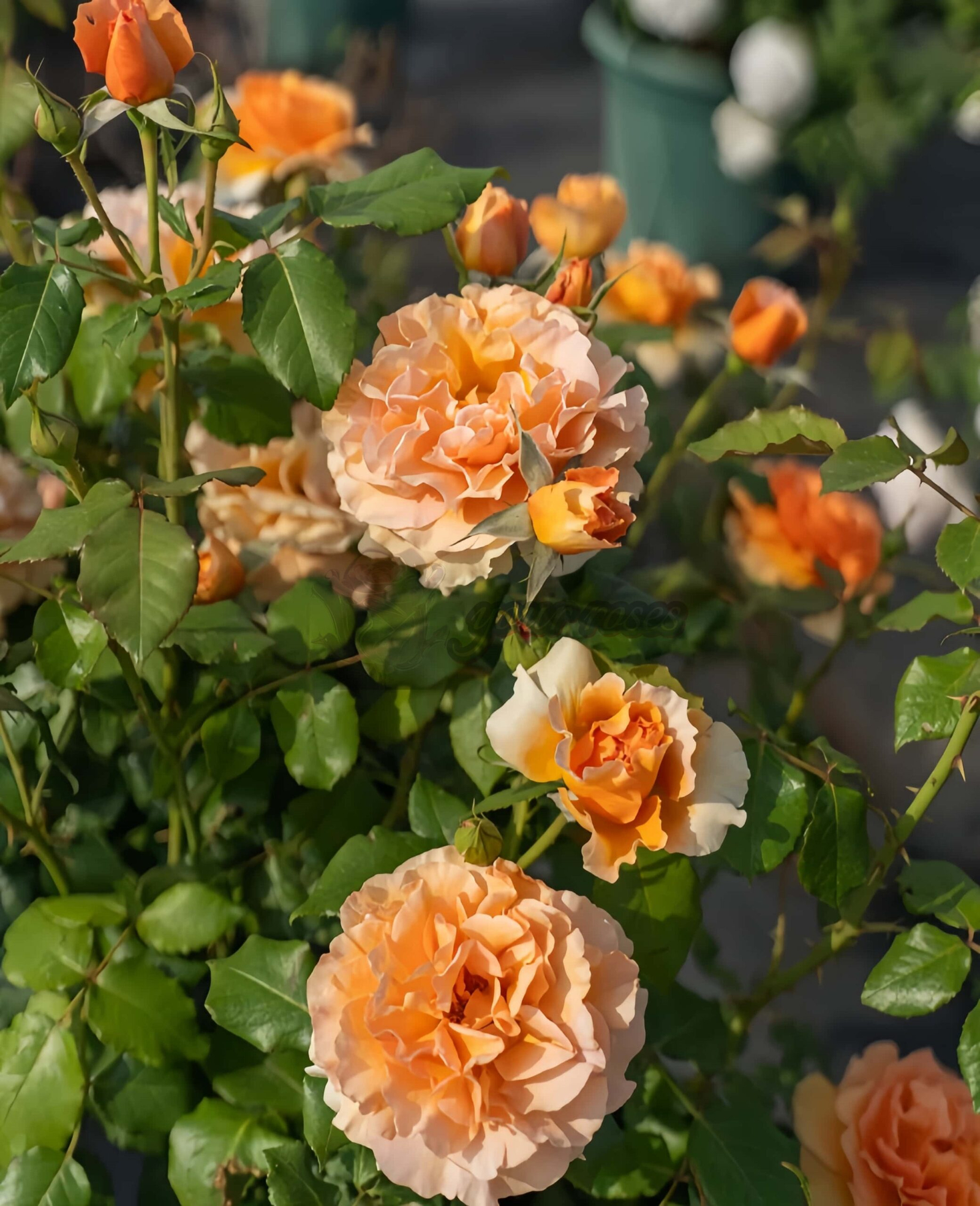 Yanjin Rose plant丨Your roses