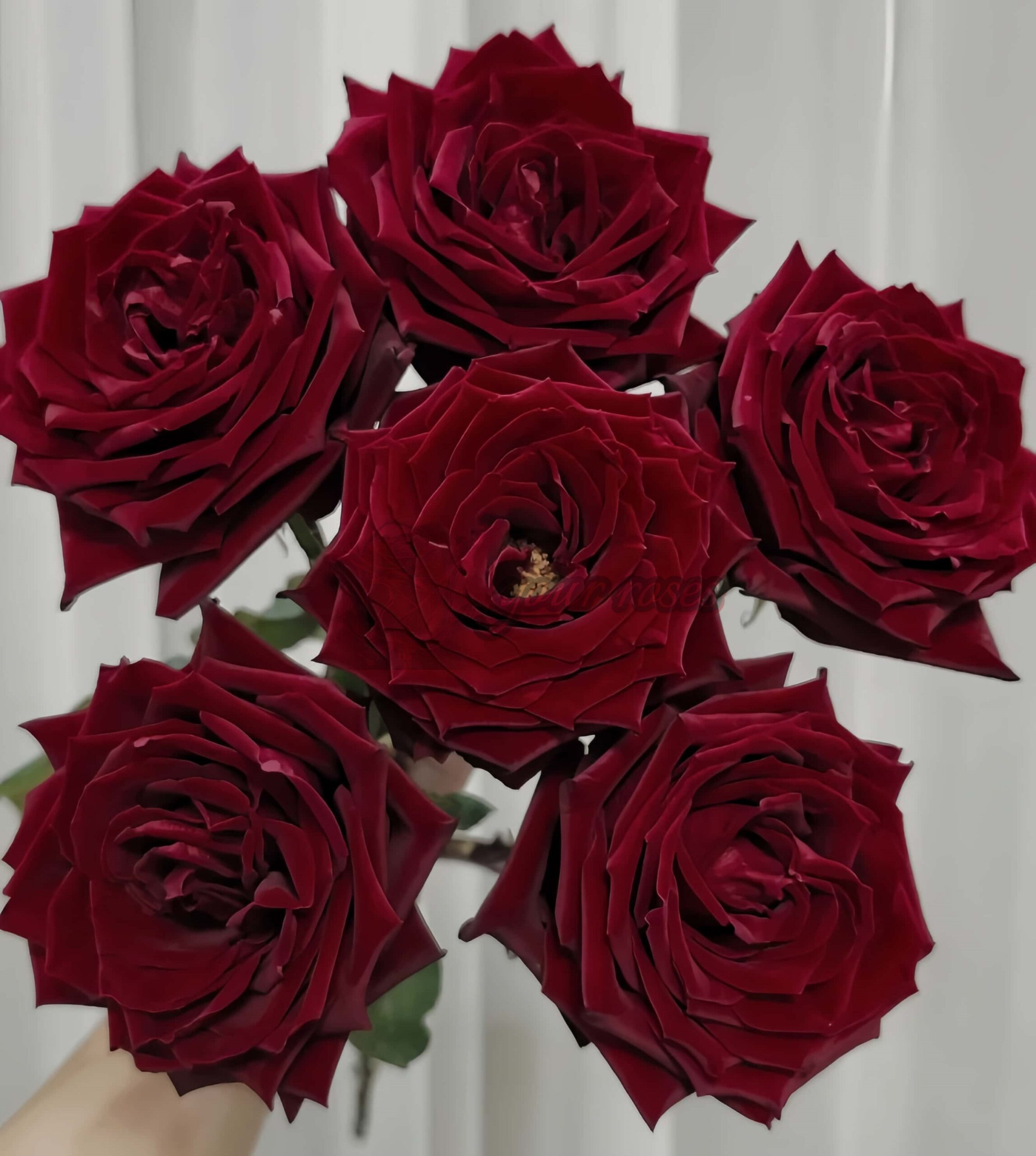 Zhu Ying Rose丨Your roses