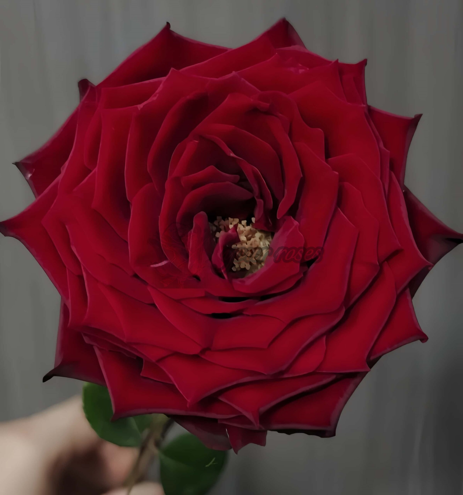 Zhu Ying Rose for sale丨Your roses