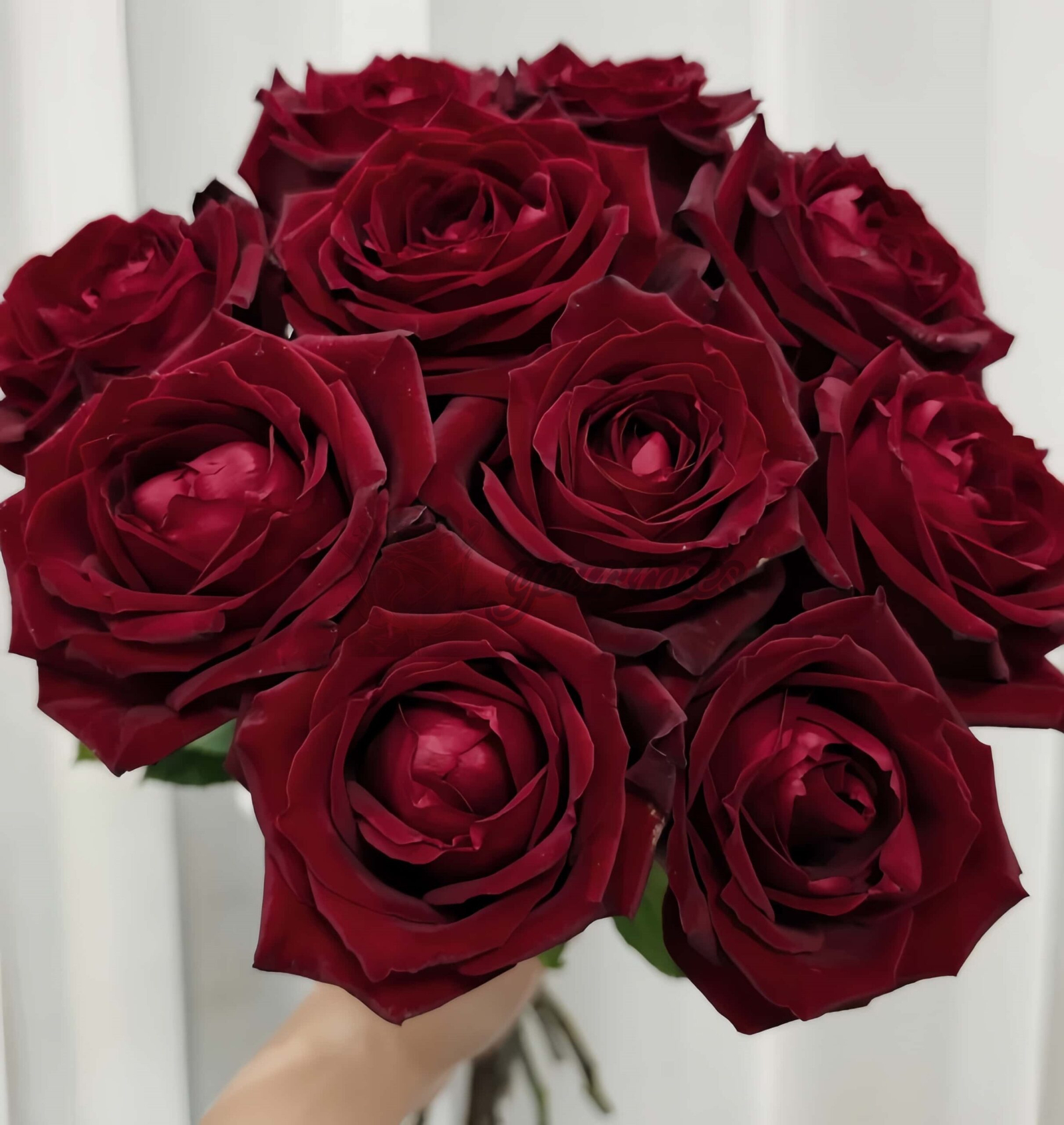 Zhu Ying Rose丨Your roses