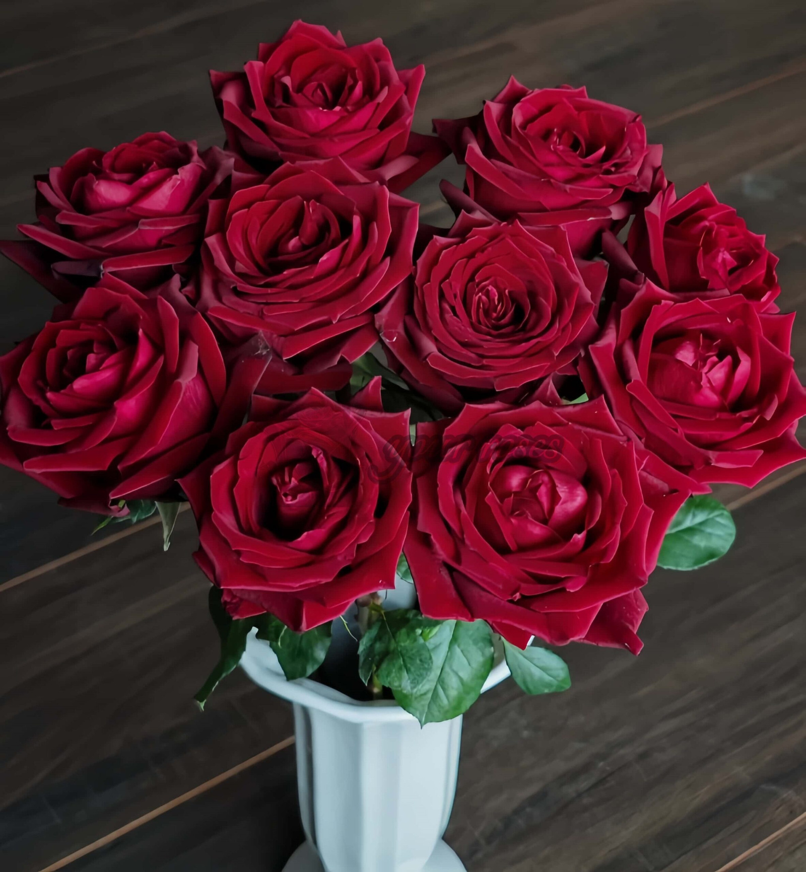 Zhu Ying Rose plant丨Your roses